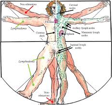 Rebuild Your Body 2016 - Lymphatic System