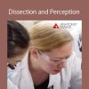 Lauri Nemetz - Dissection and Perception