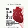 [Download Now] The Heart in Detail - Cynthia L. Webner