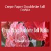 Amity Katharine Libby - Crepe Paper Doublette Ball Dahlia