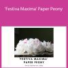 Amity Katharine Libby - 'Festiva Maxima' Paper Peony