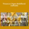 Amity Katharine Libby - 'Prosecco' Paper Multifloret Daffodils