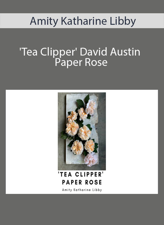 Amity Katharine Libby - 'Tea Clipper' David Austin Paper Rose
